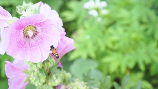 Bees are flying and eating pollen from hollyhock on a nature background.