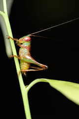 Bush cricket Genus Lipotactes a member of Katydids Family Tettigoniidae