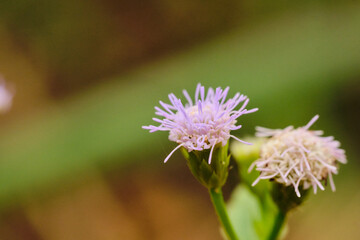 Billygoat Weed Ageratum conyzoides flower
