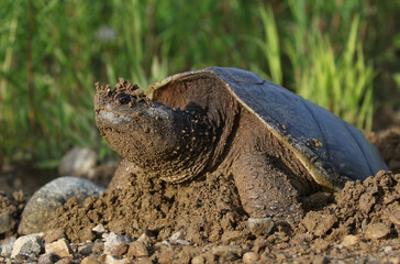 turtle in forest during summer