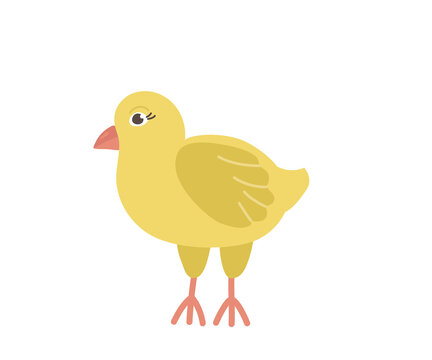 Cute yellow chicken with a cartoon-style beak. Vector character of a bird from a farm isolated on a white background.