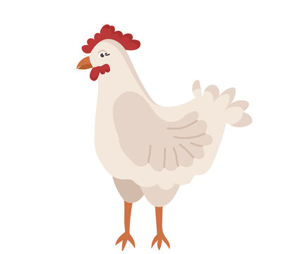 Cute chicken with a beak and a red tuft in cartoon style. Vector character of a bird from a farm isolated on a white background.