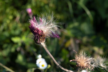Thistle flowers changing to fluff 2