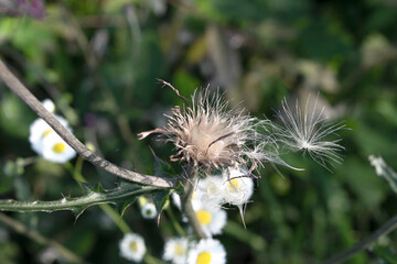 Thistle fluff in a field