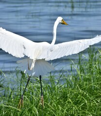 Obraz premium Great Egret
