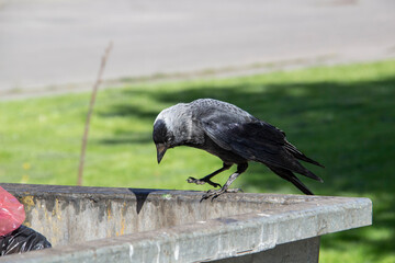 A jackdaw sits on the metal garbage container trash and hold something in the paws. The bird jackdaw sit on the dumpster