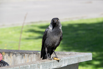 A jackdaw sits on the metal garbage container trash and hold something in the paws. The bird jackdaw sit on the dumpster