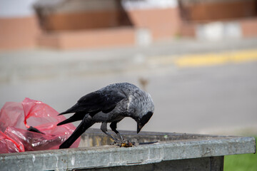 A jackdaw sits on the metal garbage container trash and hold something in the paws. The bird jackdaw sit on the dumpster