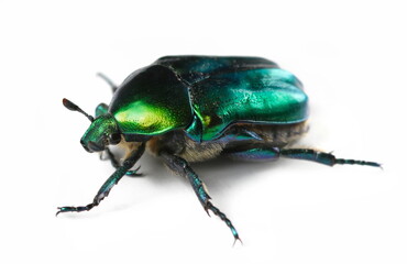 Scarab beetle, Protaetia metallica isolated on white, side view  - obrazy, fototapety, plakaty