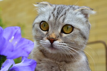Naklejka premium scottish cat portrait with lilac flower