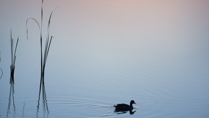 Wild duck swimming lake on sunrise. Silhouette mallard float on pond surface.