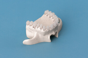 Fototapeta na wymiar Upper human jaw with teeth anatomy model isolated on blue background. Healthy teeth, dental care and orthodontic medical concept. 