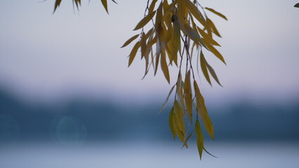 Yellow foliage hanging pond close up. Calm view weeping willow leaves. - obrazy, fototapety, plakaty