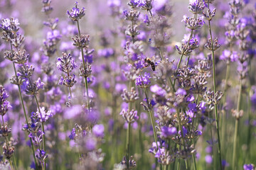 Soft selective focus of purple lavender field. Bee collects pollen flower. Growing fragrant crops at sunrise. Perfume ingredient, aromatherapy. Fashionable color of 2022 Very peri. Copy Space