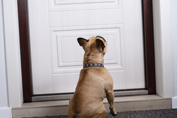 French bulldog waiting for the owner near the door