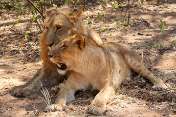 Couple de lions