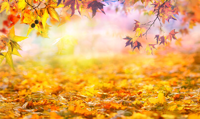 Naklejka na ściany i meble orange fall leaves in park, golden autumn natural background