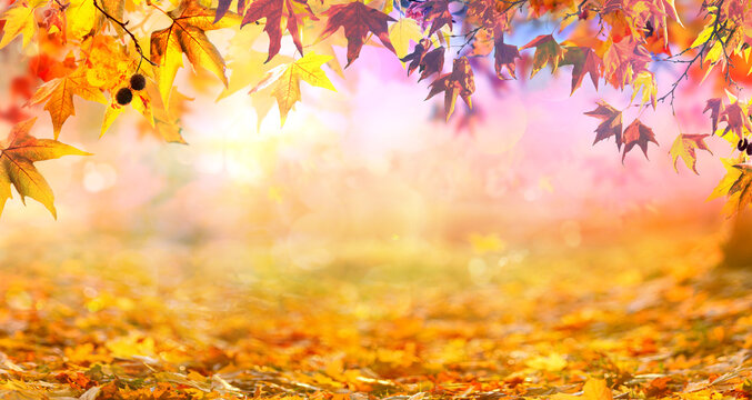 orange fall  leaves in park, golden autumn natural background