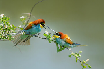 bee eater on a branch