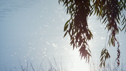 Weeping willow growing park pond. Bright sunlight reflecting lake surface.  - obrazy, fototapety, plakaty
