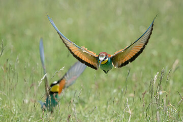 Fototapeta premium merops apiaster