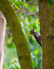 Portrait images of a colourful flameback woodpecker bird in a forest on the tree with blurry backgrounds.