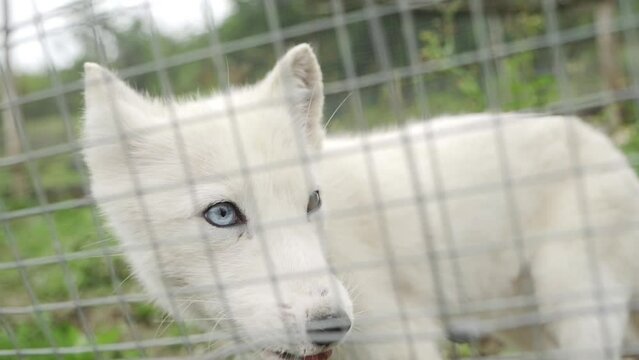Beautiful baby arctic wolf with different eyes - blue and brown eye. White wolf looking around. Little wolf behind the fence licking his chops.