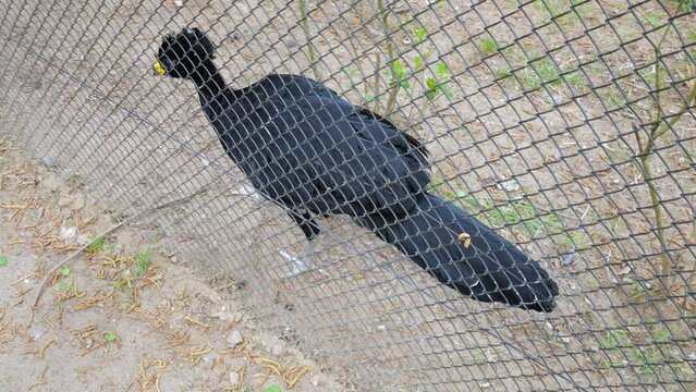 Yellow-knobbed Curassow Inside Aviary - high angle shot