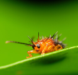 Genus Dactylispa leaf beetle macro photo close up 