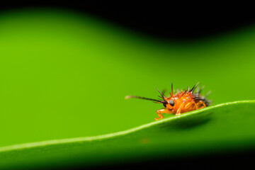 Genus Dactylispa leaf beetle macro photo close up 