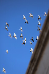 flock of birds