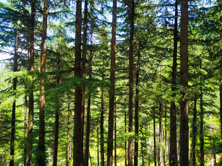 Pine trees in the forest with texture background
