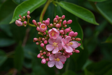 Closeup view of fresh bright pink cluster of flowers and buds of jatropha integerrima aka peregrina or spicy jatropha isolated on natural background in outdoor tropical garden