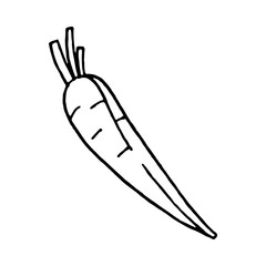 Carrot. A hand-drawn outline of a whole vegetable. Vector linear illustration in doodle style, isolated. Drawing with a black line on a white background. For the design of postcards, prints, stickers.