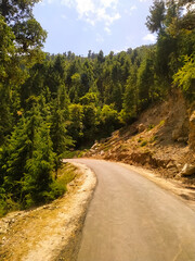 An asphalt road in a forest of pine trees