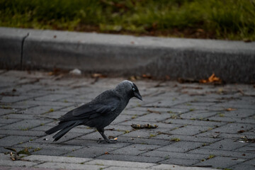 Black crow on the street