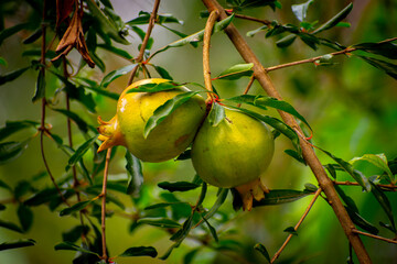 Green and fresh pomegranade fruits on the tree in a garden with natural view background, selective focus images.