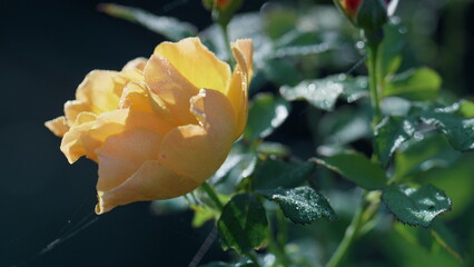 Yellow rose blooming bush close up. Flower growing on lush shrubbery autumn day.