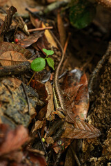 Spotted Forest Skink - Sphenomorphus maculatus, small hidden lizard from Asian forests and woodlands, Thailand.