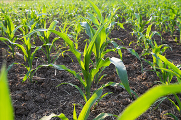 Green corn maize plants on a field. Agricultural landscape