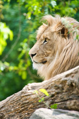 Lion with beautiful mane lying on a rock. Relaxed predator. Animal photo
