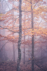 Magic mist in the beautiful woods.