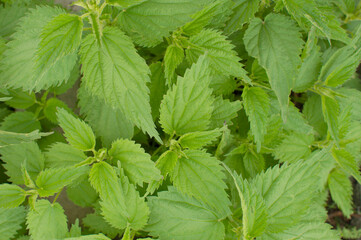 Leaves of burning nettle as a background. Green nettle texture. . Stinging nettle is a medicinal plant that is used as a hemostatic, diuretic, antipyretic, wound healing, anti-rheumatic agent.