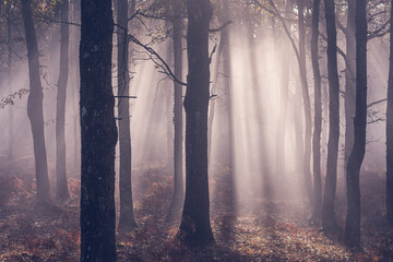 Misty rays of light (morning in the forest)