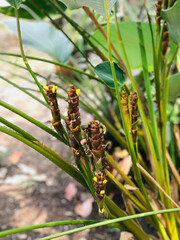 Planting Calathea lutea or Cigar calathea or Maranta lutea or Havana cigar plant or Pampano plant in Thailand.