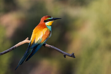 bee-eater sits on a branch at sunrise