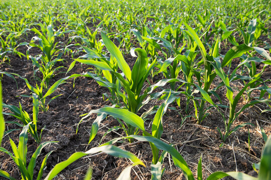 Green corn maize plants on a field. Agricultural landscape