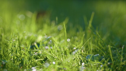 Sunlight lie green grass beautiful meadow close up. Fresh lawn lit soft sunshine