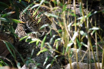 Jaguar lying behind grass. spotted fur, camouflaged lurking. The big cat is a predator.