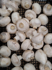 Top view of champignon mushrooms in a tray